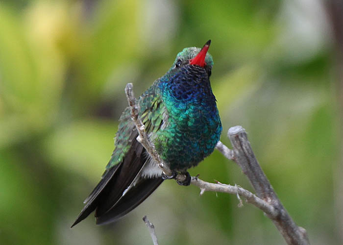 Broad-billed hummingbird